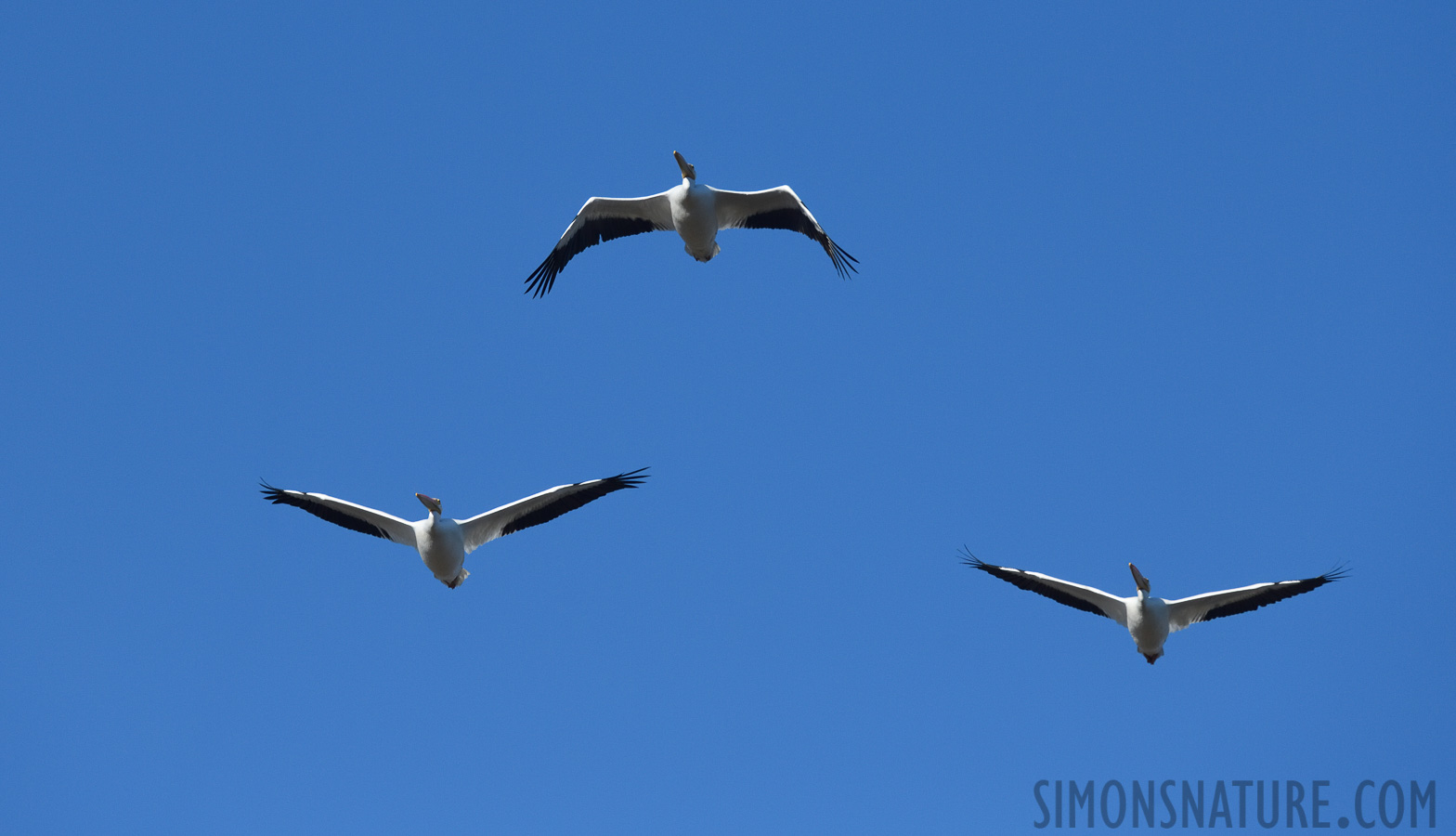 Pelecanus erythrorhynchos [400 mm, 1/4000 sec at f / 8.0, ISO 1000]